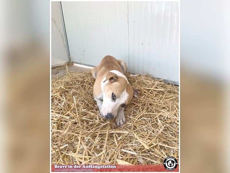 BRAVE, bildhübsche  Maus, ging durch die Hölle. Darf leider nicht nach Deutschland, da Listen-Mix