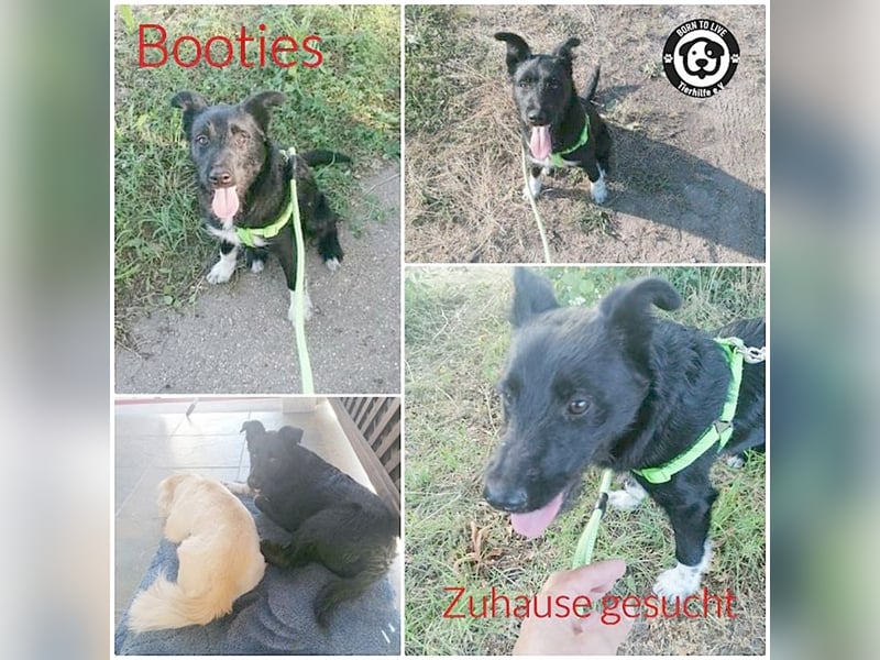 BOOTIES, bildhübsches Hundemädl. Der ideale Familienhund