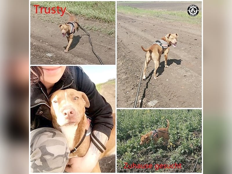 TRUSTY, liebevoller Bub. Er ging durch die Hölle. Darf leider nicht nach Deutschland, da Listenmix