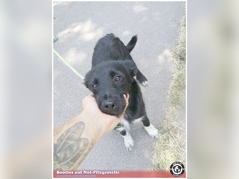 BOOTIES, bildhübsches Hundemädl. Der ideale Familienhund