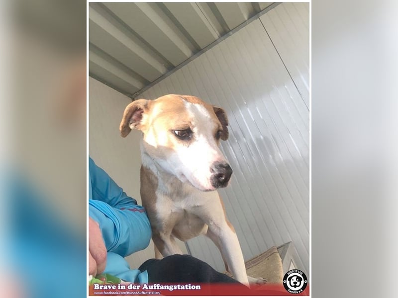 BRAVE, bildhübsche  Maus, ging durch die Hölle. Darf leider nicht nach Deutschland, da Listen-Mix