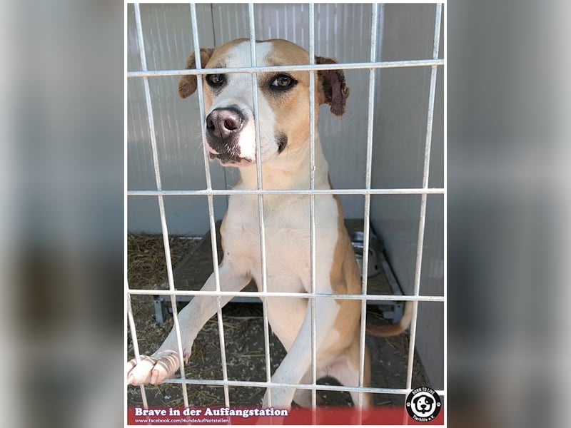 BRAVE, bildhübsche  Maus, ging durch die Hölle. Darf leider nicht nach Deutschland, da Listen-Mix