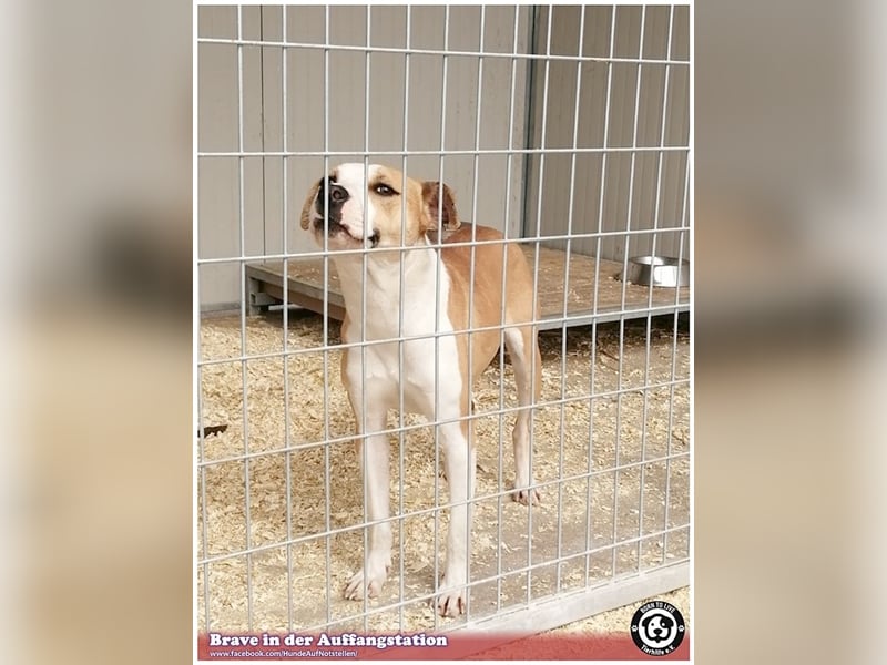 BRAVE, bildhübsche  Maus, ging durch die Hölle. Darf leider nicht nach Deutschland, da Listen-Mix