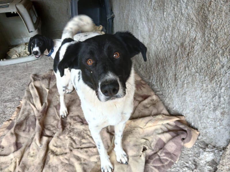 Fynn sucht ein Zuhause