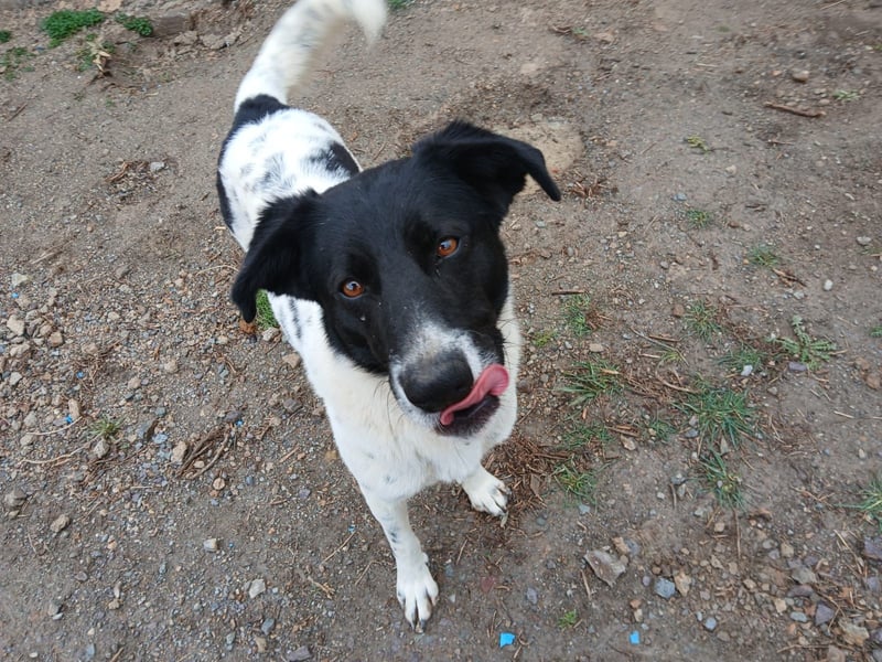Fynn sucht ein Zuhause