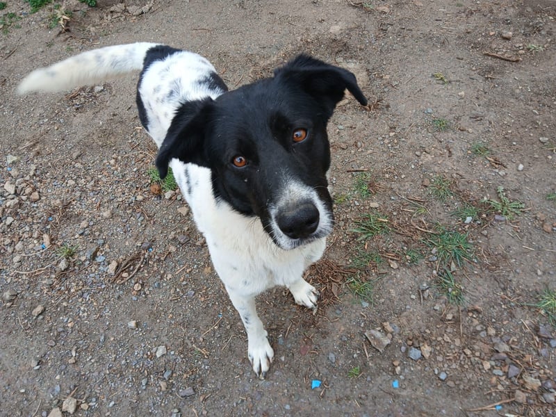 Fynn sucht ein Zuhause
