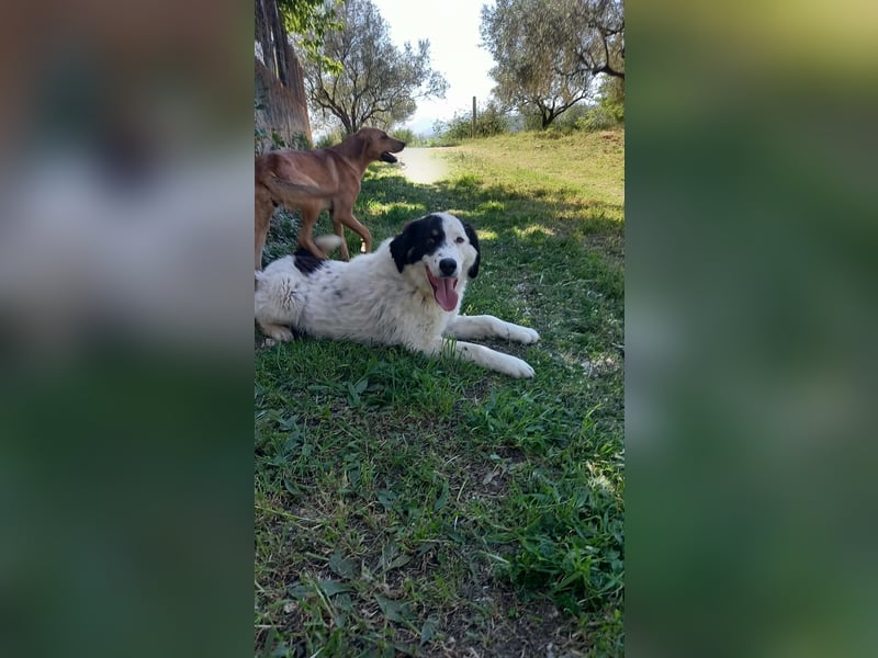 Aika-junge Hündin sucht Familie