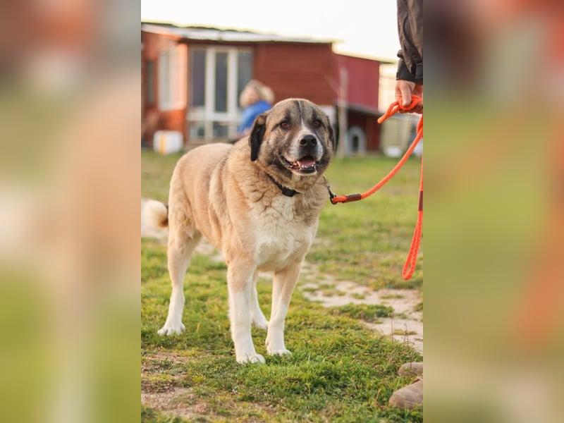 Rüde Simba sucht Zuhause