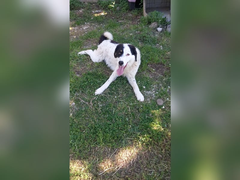 Aika-junge Hündin sucht Familie