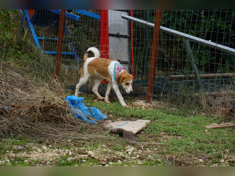 Lucy: aktive Hündin sucht Zuhause