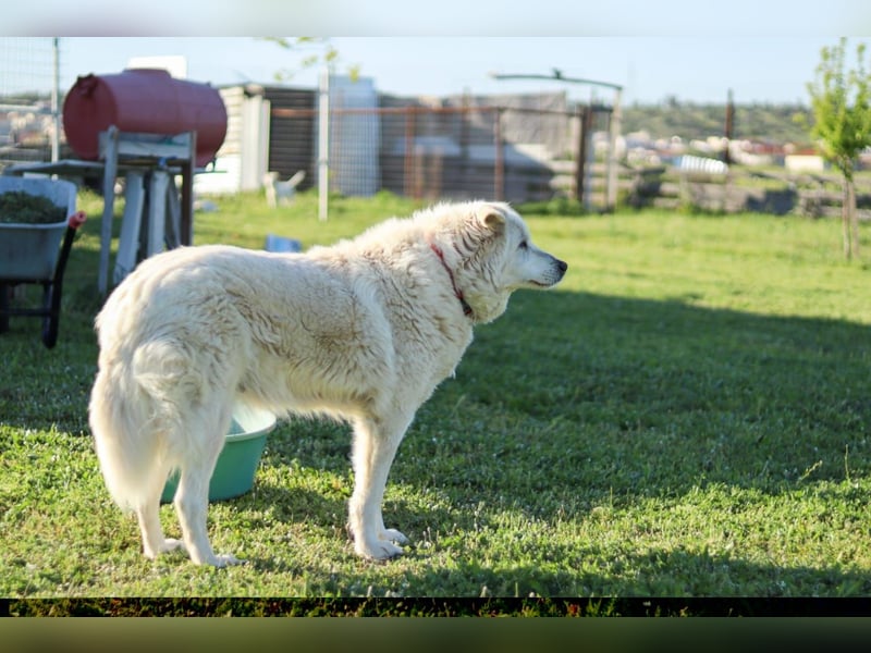 Akari sucht einen Gnadenplatz
