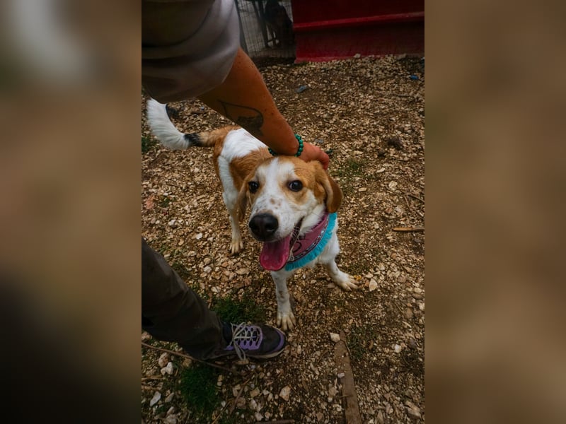 Lucy: aktive Hündin sucht Zuhause