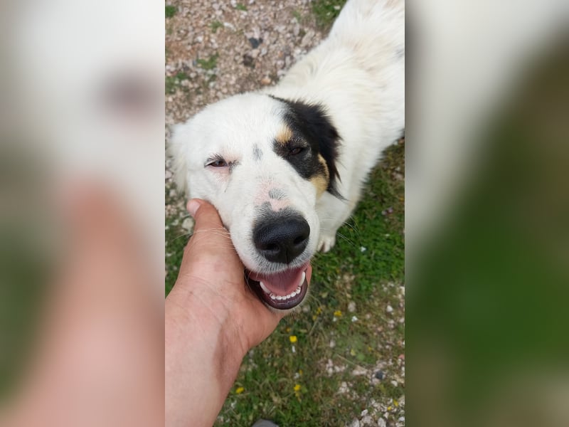 Carla-junge Hündin sucht ein Zuhause