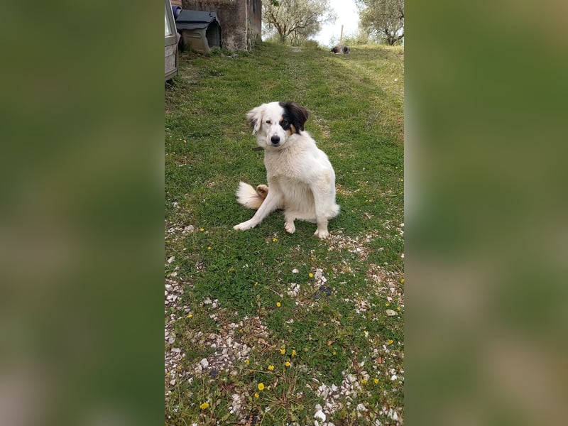 Carla-junge Hündin sucht ein Zuhause