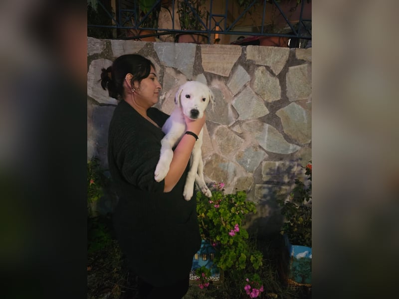 Motte: freches Hundemädchen sucht Körbchen