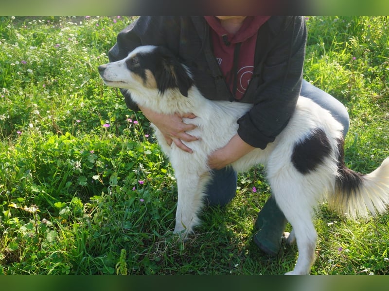Carla-junge Hündin sucht ein Zuhause