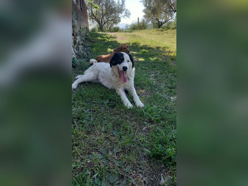 Aika-junge Hündin sucht Familie