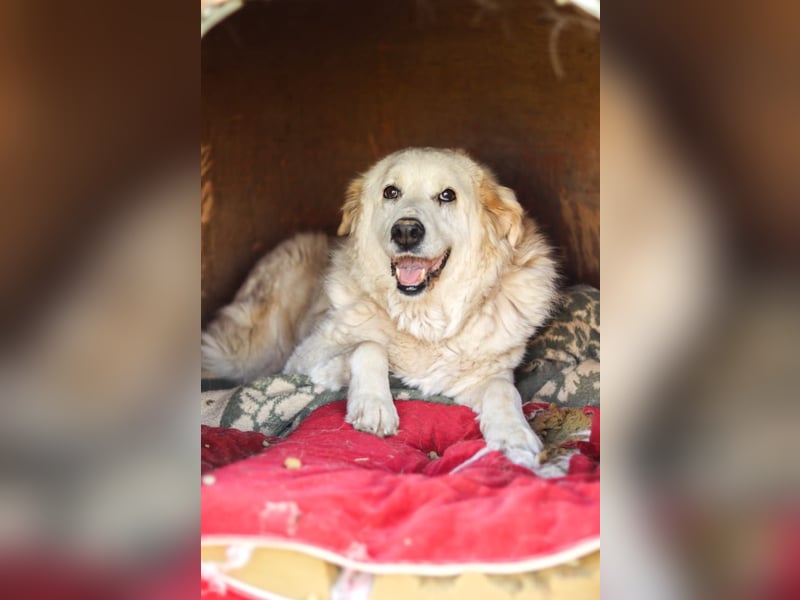 Akari sucht einen Gnadenplatz