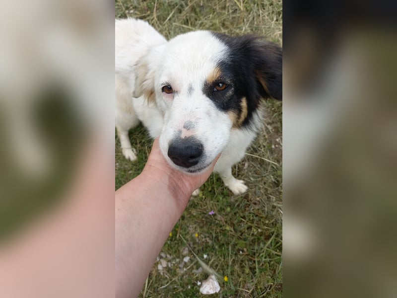 Carla-junge Hündin sucht ein Zuhause