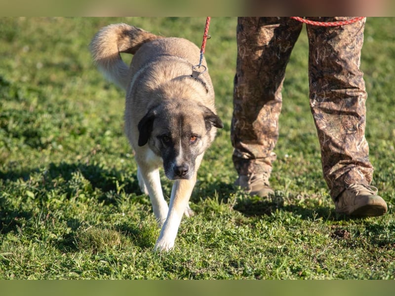Rüde Simba sucht Zuhause