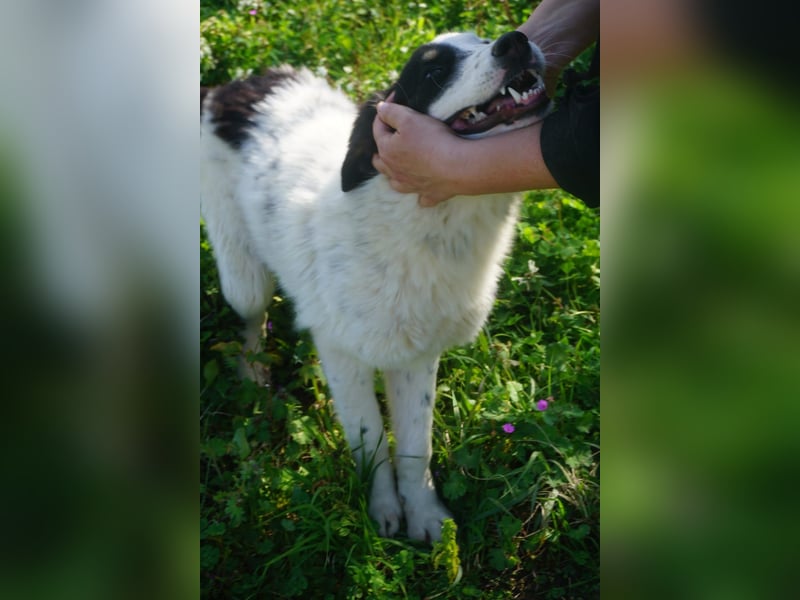 Aika-junge Hündin sucht Familie