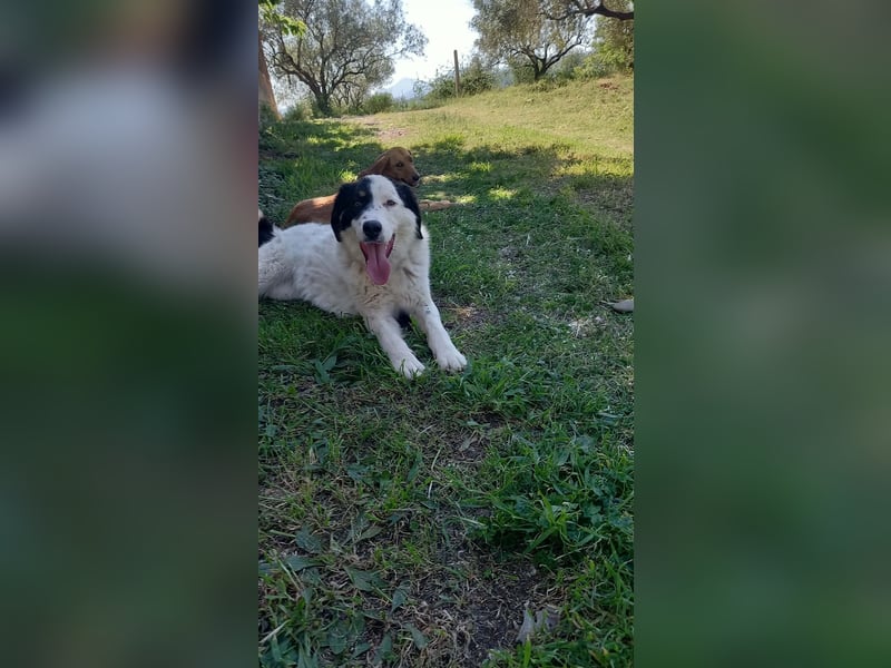 Aika-junge Hündin sucht Familie