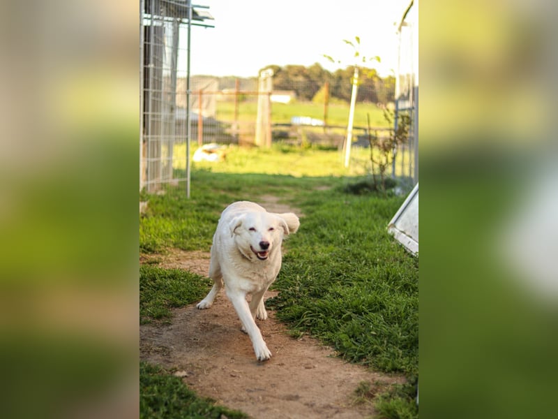 Flocki sucht ruhiges Zuhause