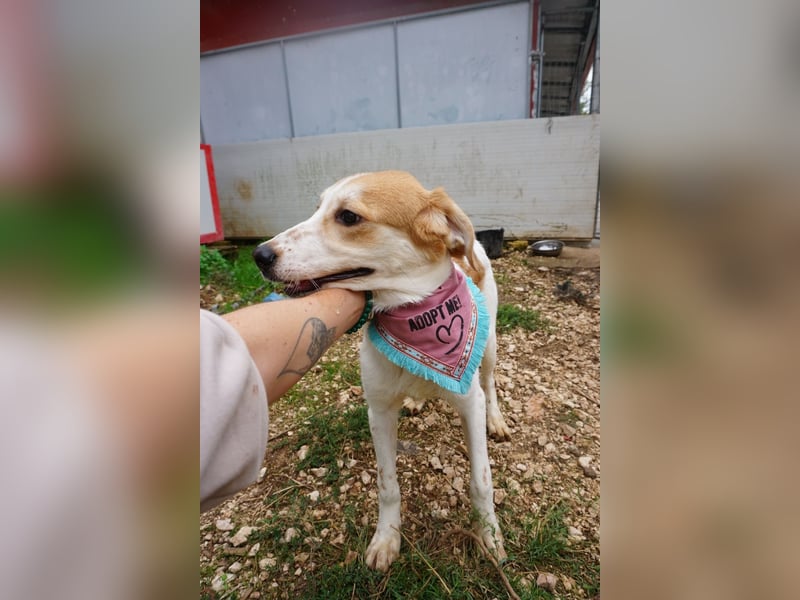 Lucy: aktive Hündin sucht Zuhause