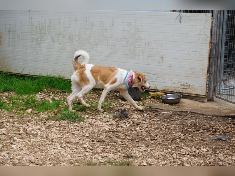 Lucy: aktive Hündin sucht Zuhause