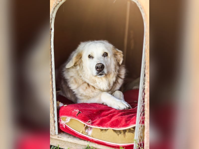 Akari sucht einen Gnadenplatz