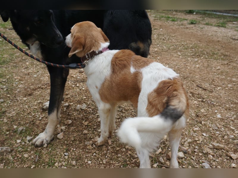 Lucy: aktive Hündin sucht Zuhause