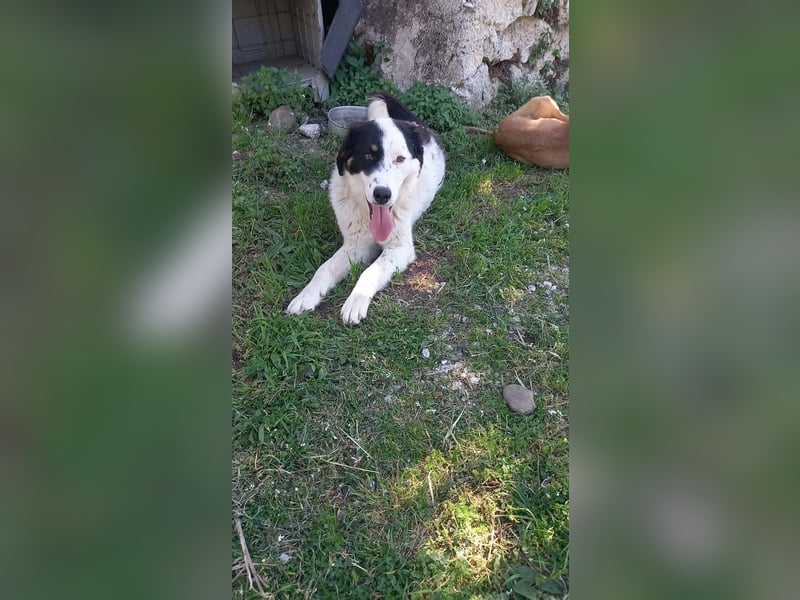 Aika-junge Hündin sucht Familie