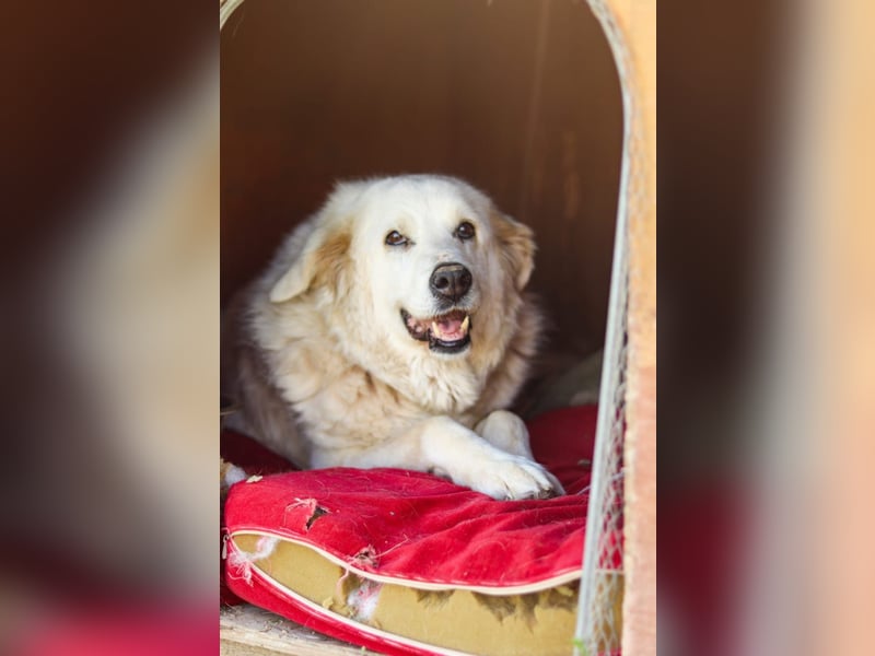 Akari sucht einen Gnadenplatz