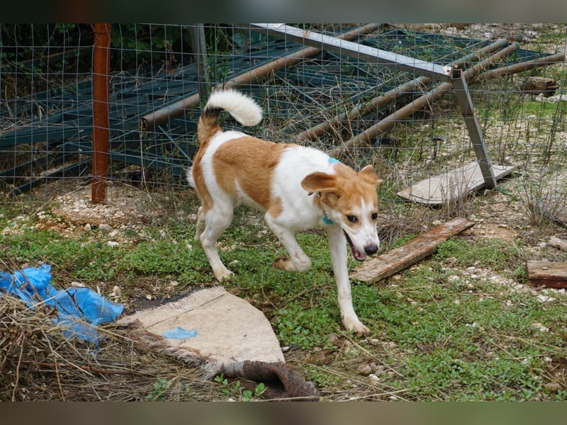 Lucy: aktive Hündin sucht Zuhause