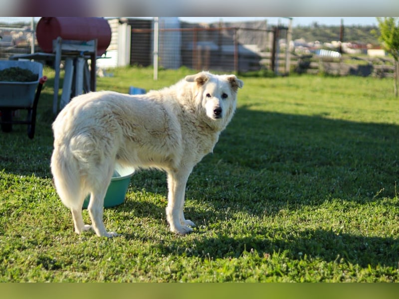 Akari sucht einen Gnadenplatz