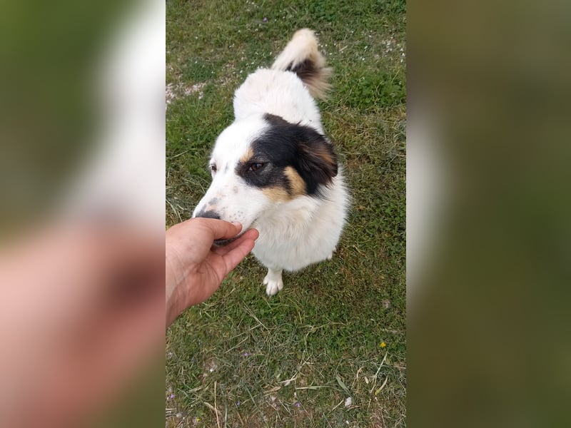 Carla-junge Hündin sucht ein Zuhause