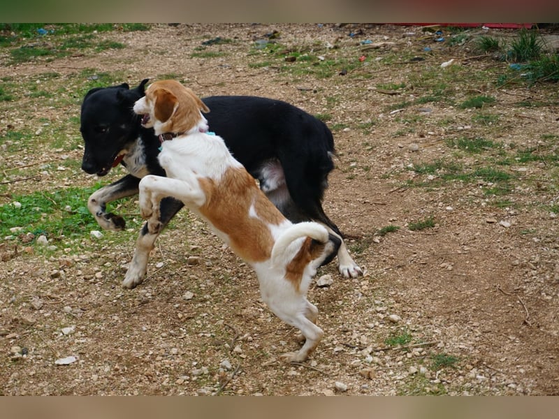 Lucy: aktive Hündin sucht Zuhause