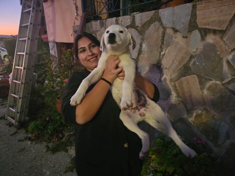 Motte: freches Hundemädchen sucht Körbchen