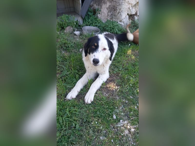 Aika-junge Hündin sucht Familie