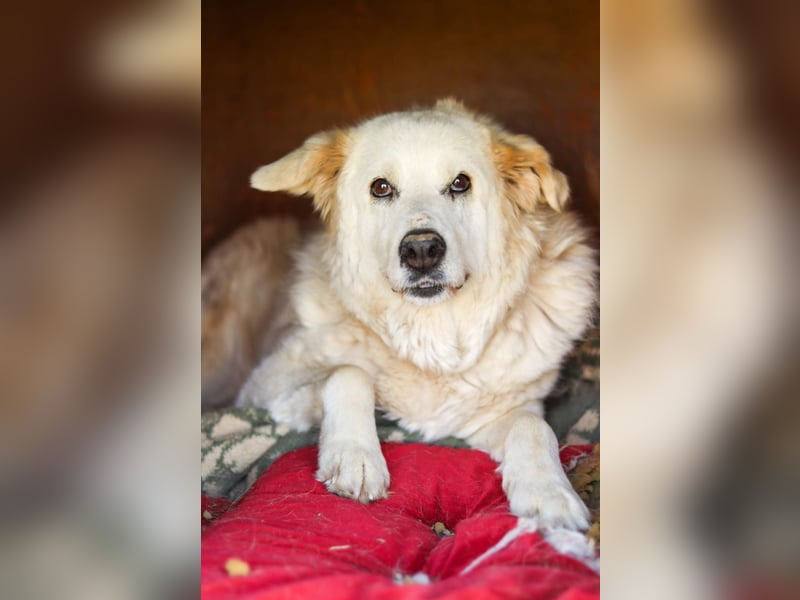 Akari sucht einen Gnadenplatz