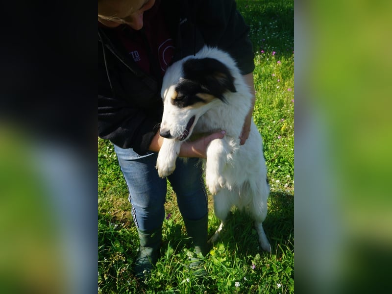 Carla-junge Hündin sucht ein Zuhause