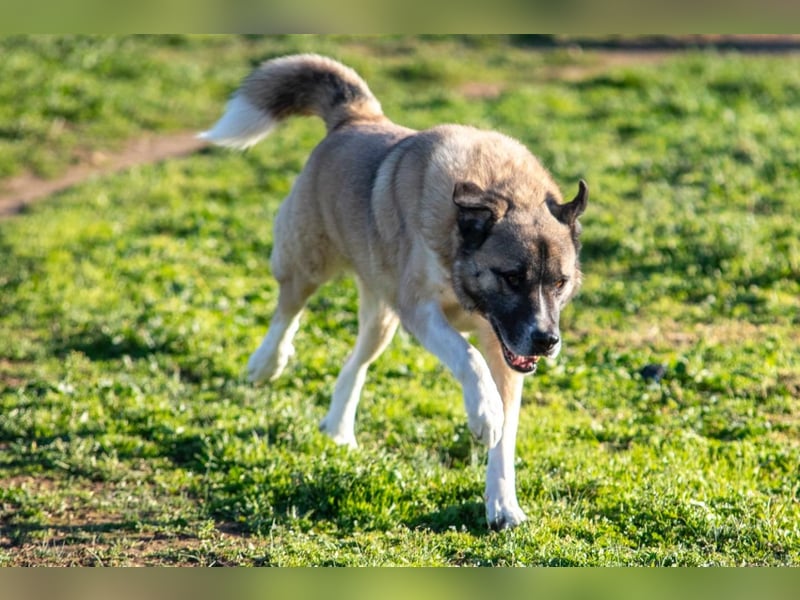 Rüde Simba sucht Zuhause