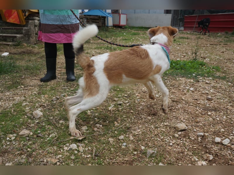 Lucy: aktive Hündin sucht Zuhause