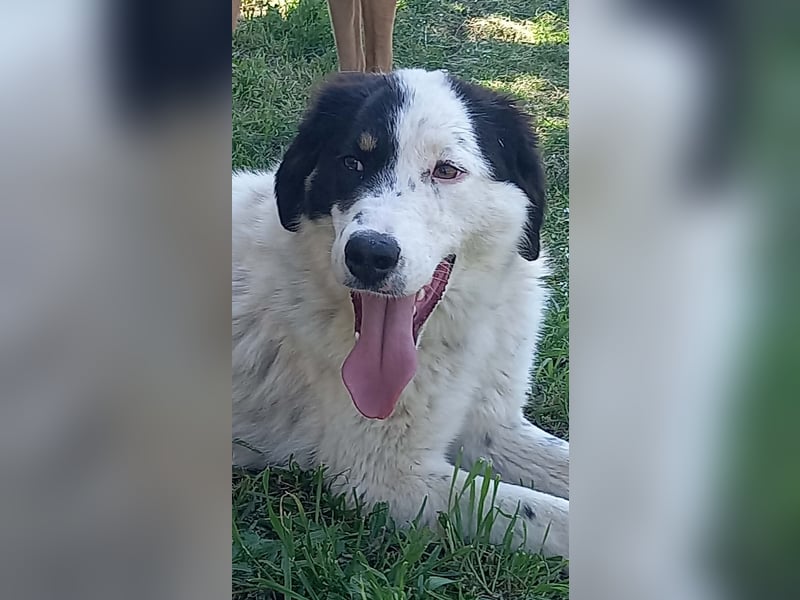 Aika-junge Hündin sucht Familie