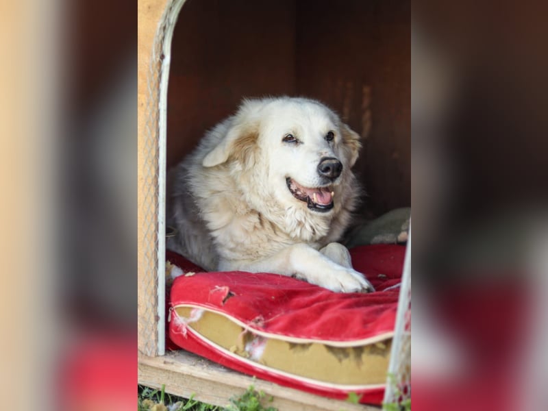 Akari sucht einen Gnadenplatz