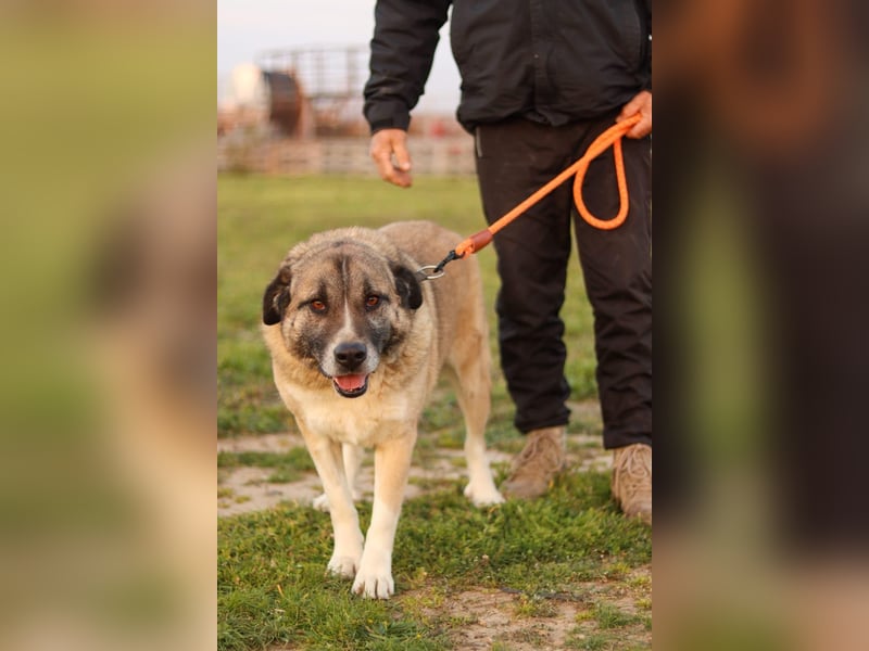 Rüde Simba sucht Zuhause