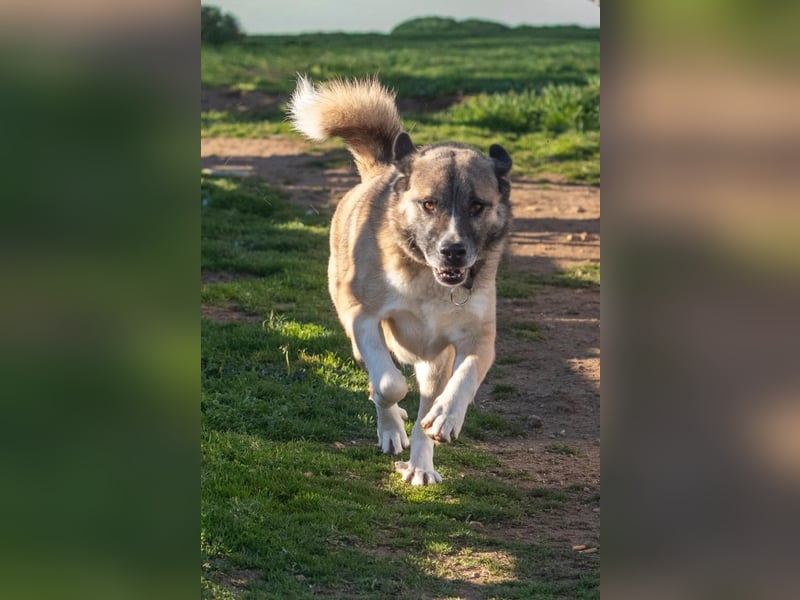 Rüde Simba sucht Zuhause