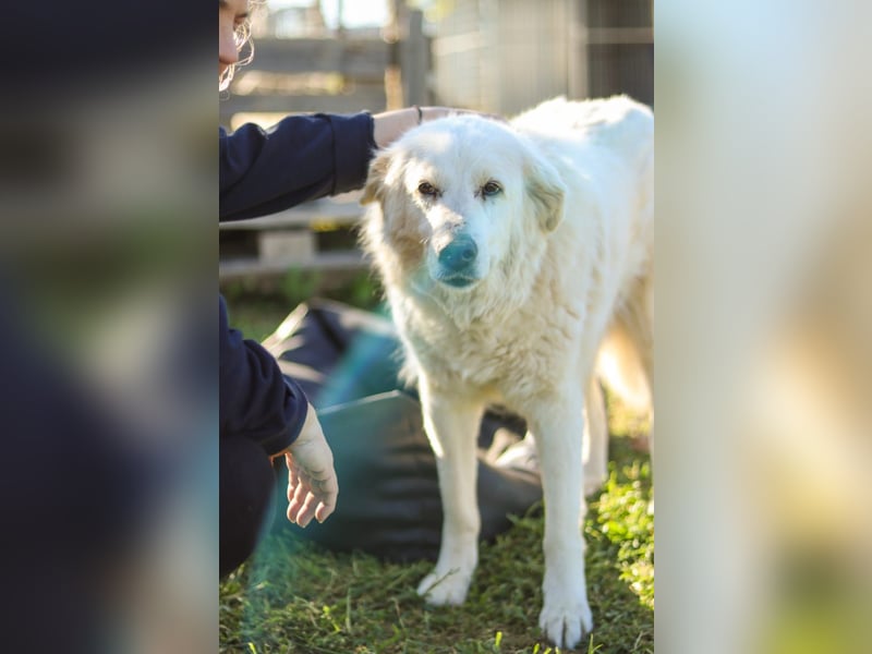 Akari sucht einen Gnadenplatz