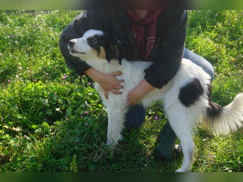 Carla-junge Hündin sucht ein Zuhause