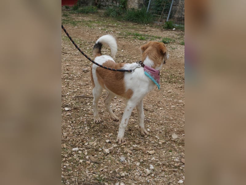 Lucy: aktive Hündin sucht Zuhause